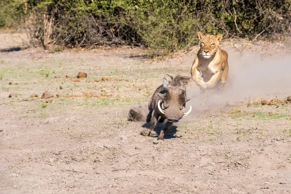 Lioness chasing a prey