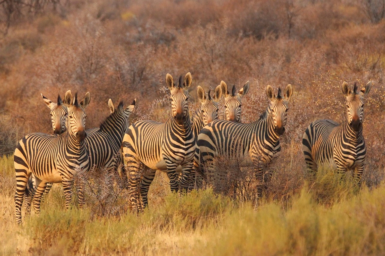 The Mara is home to over 90 different mammal species